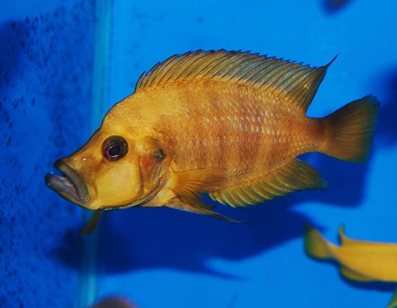 Altolamprologus compressiceps 'Zaire Gold'
